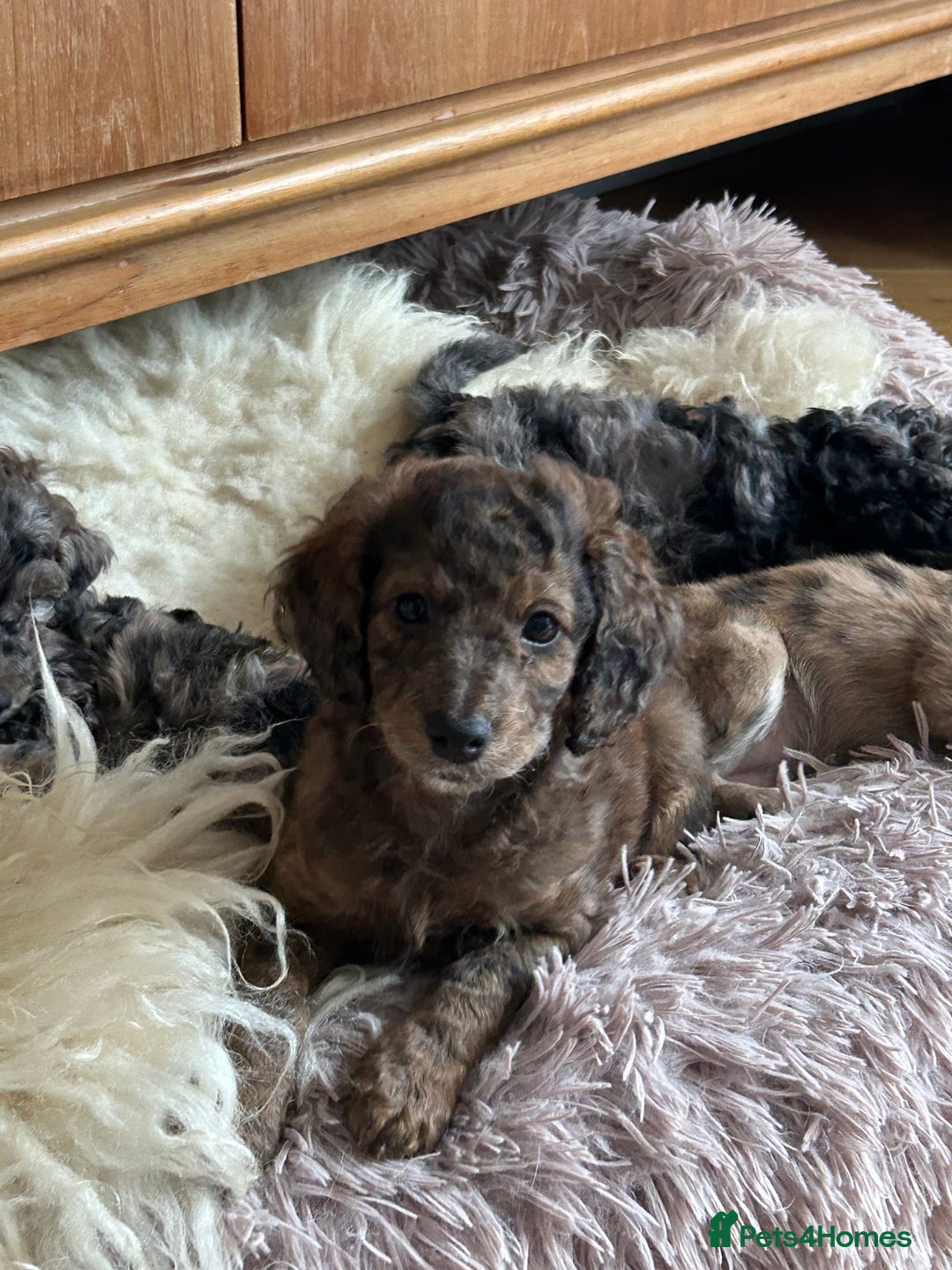 Cockapoo dogs for sale: Fb2 miniature cockapoo - Advert 26