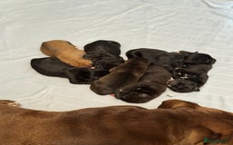 Mixed Breed dogs for sale: 7 beautiful puppies for sale - Image 27