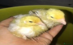 Quail poultry for sale: JUMBO QUAIL CHICKS & SEXED JUMBOS ! - Image 19