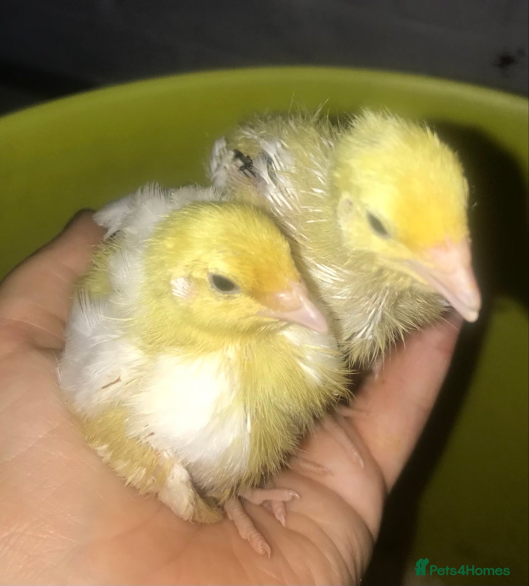 Quail poultry for sale: JUMBO QUAIL CHICKS & SEXED JUMBOS ! - Image 19