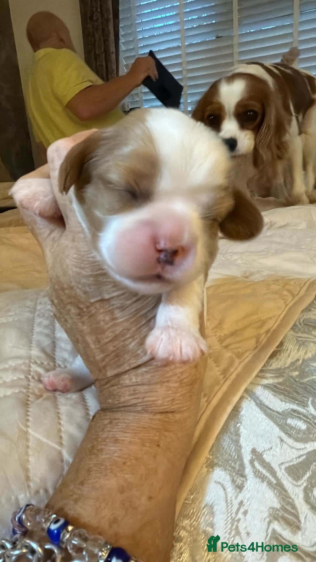 Cavalier King Charles Spaniel dogs for sale: KC reg Cavalier King Charles pups DNA clear - Advert 6