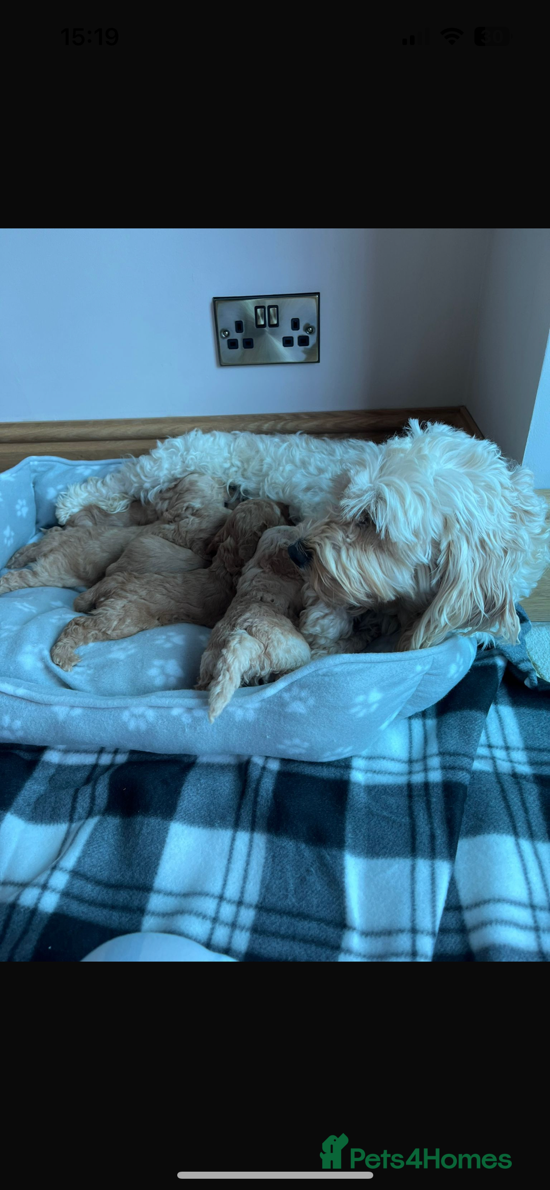 Cockapoo dogs for sale: Stunning litter of Cockerpoos - Image 3