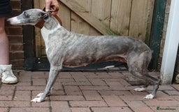 Whippet dogs for sale: KC registered whippet puppies  - Image 7