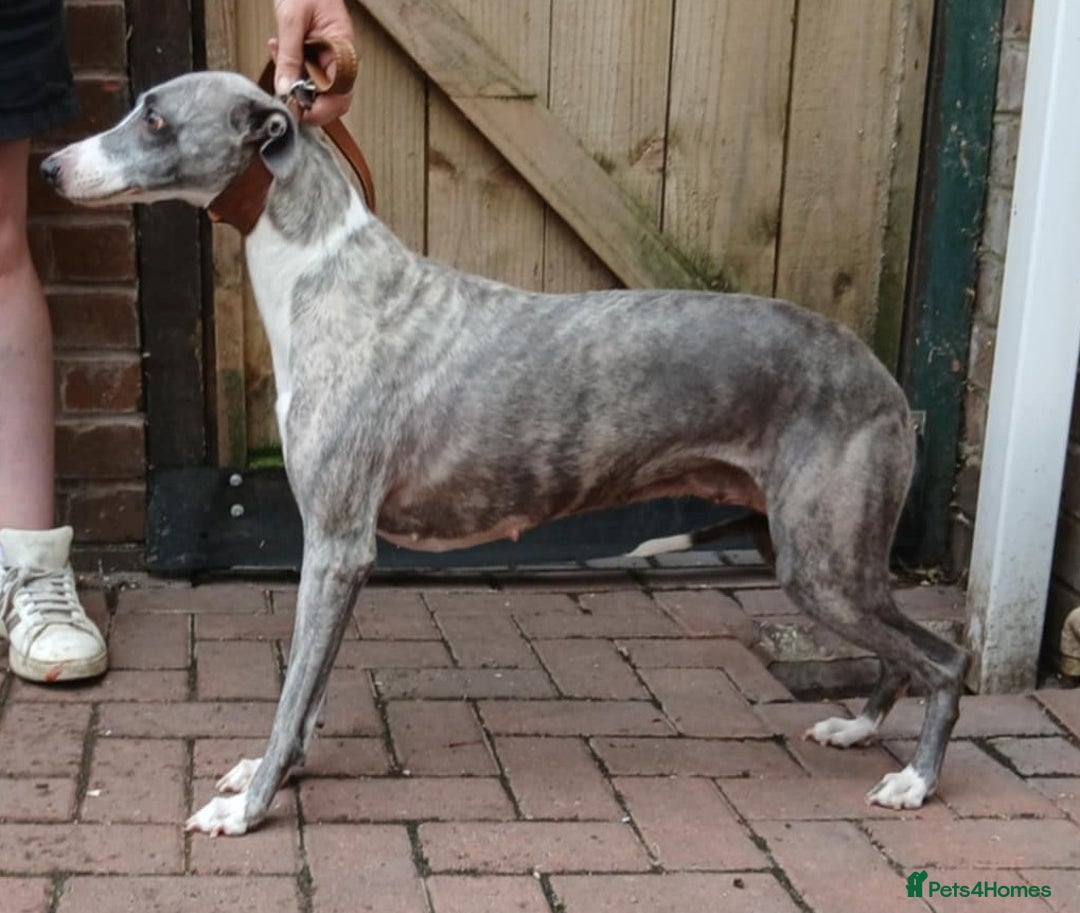Whippet dogs for sale: KC registered whippet puppies  - Image 7