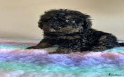 Cavapoo dogs for sale: 1 girl left 💕 f1b cavapoos ready now 🏡 - Image 2
