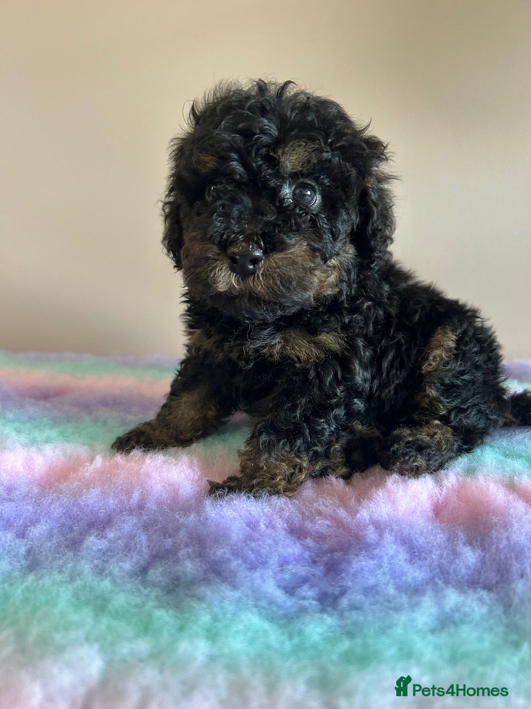 Cavapoo dogs for sale: 1 girl left 💕 f1b cavapoos ready now 🏡 - Image 2