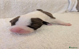 Mixed Breed dogs for sale: Cockerbull puppies  - Image 35