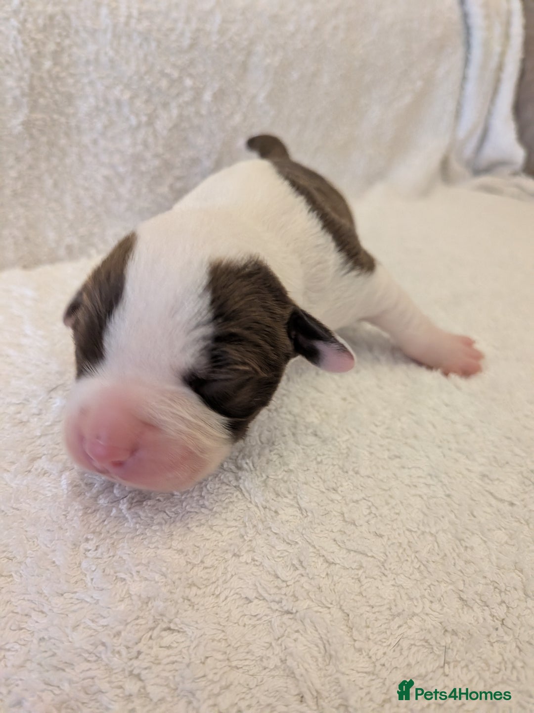 Mixed Breed dogs for sale: Cockerbull puppies  - Image 35