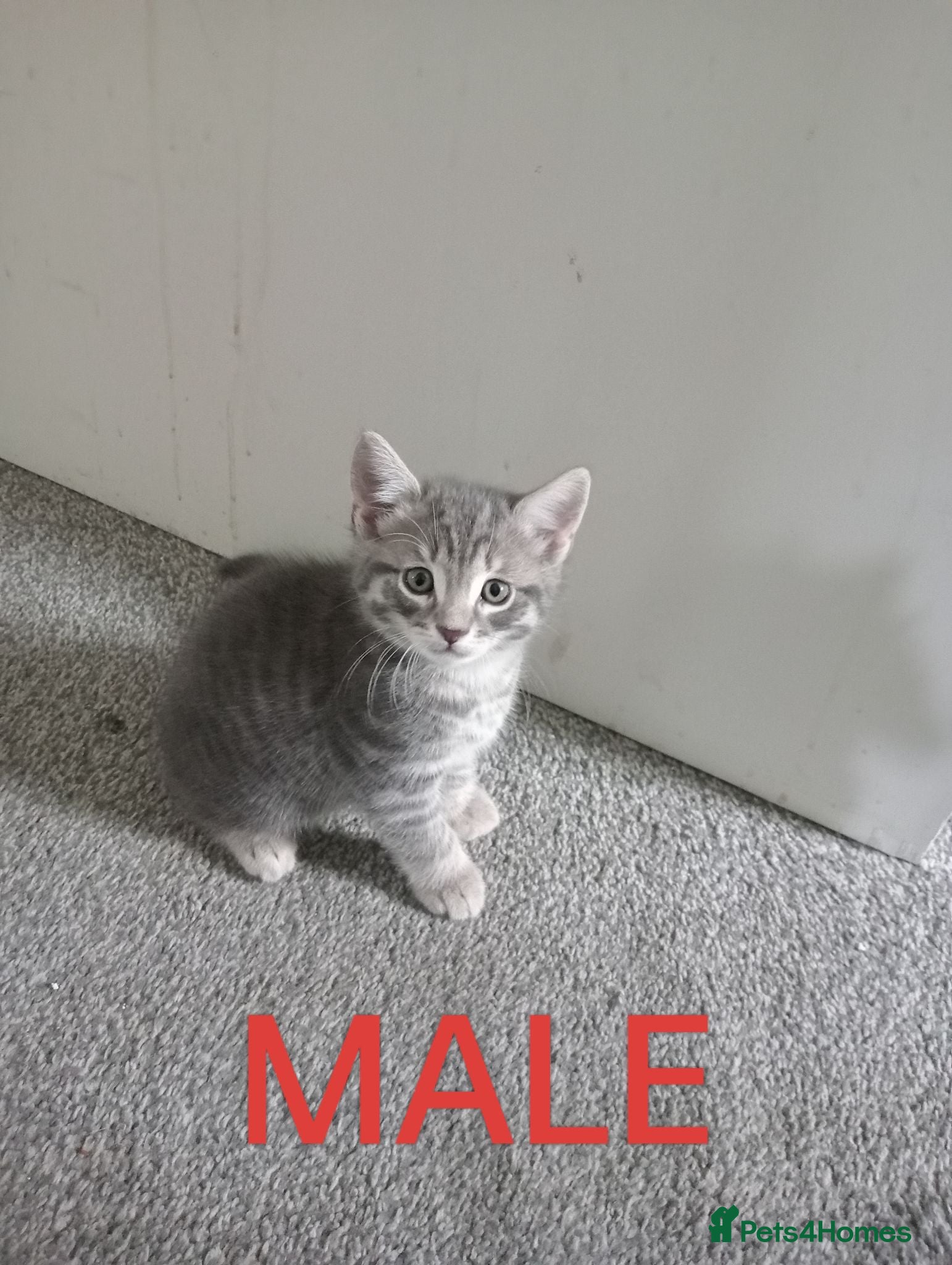 Mixed Breed cats 3 Grey Kittens Need Good Home - Advert 1