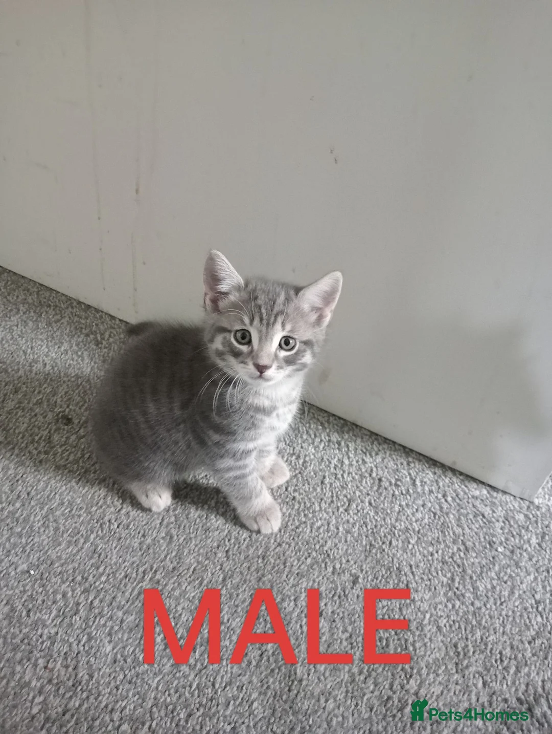 Mixed Breed cats for sale: 3 Grey Kittens Need Good Home - Advert 1