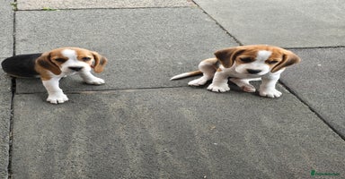 Beagle dogs in Warrington - Advert 5