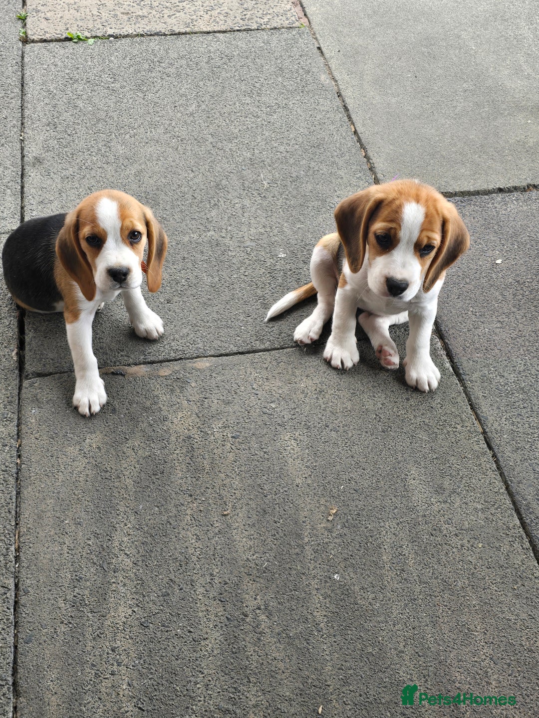 Beagle dogs for sale: 1 beagle girl left, ready now ❤️ in Warrington - Image 7