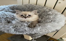Ragdoll cats for sale: Lynx Seal Point and Seal Ragdoll Kittens - Image 8