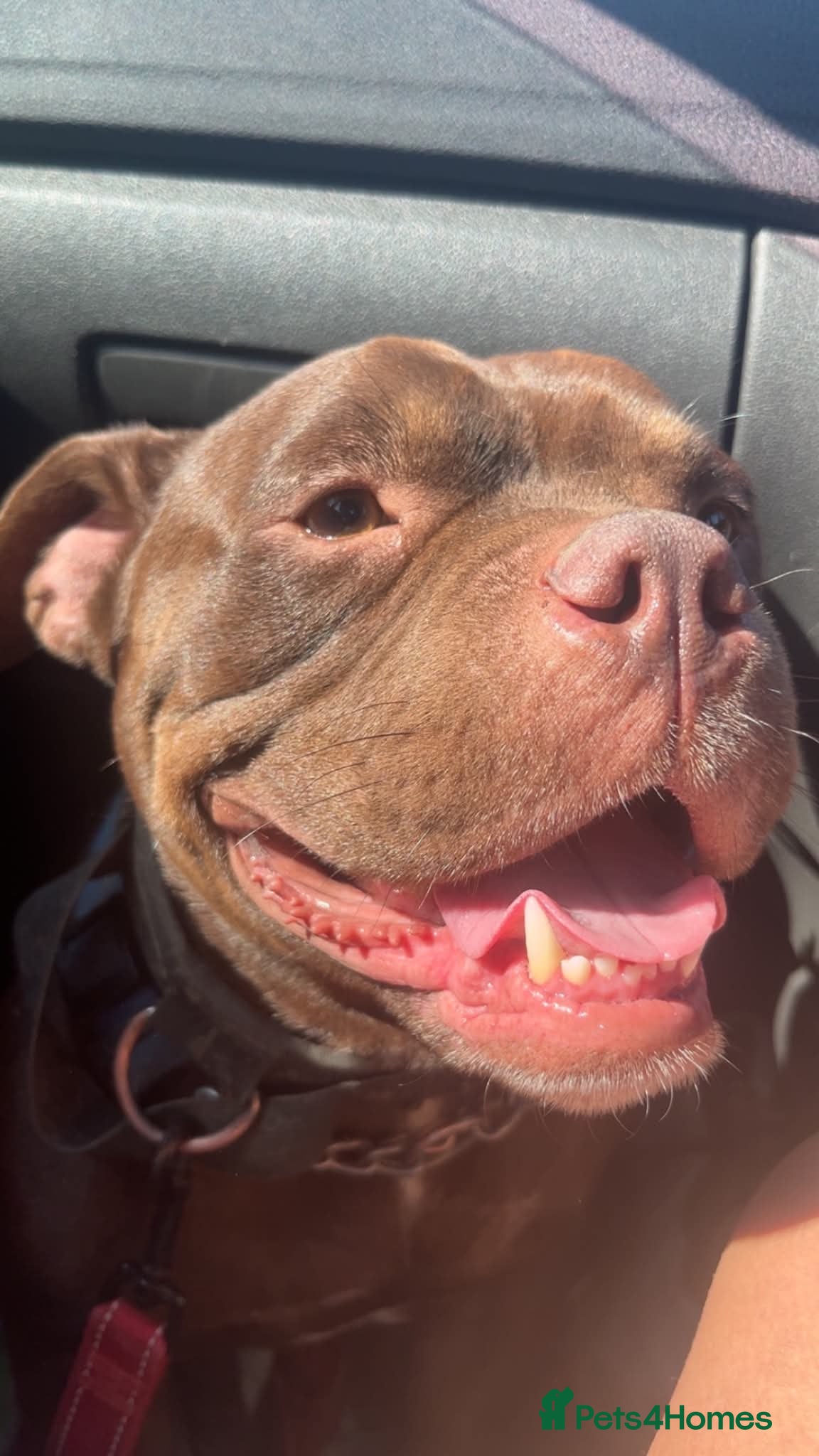 American Bully dogs for sale: Beautiful Pocket Bully - Advert 3