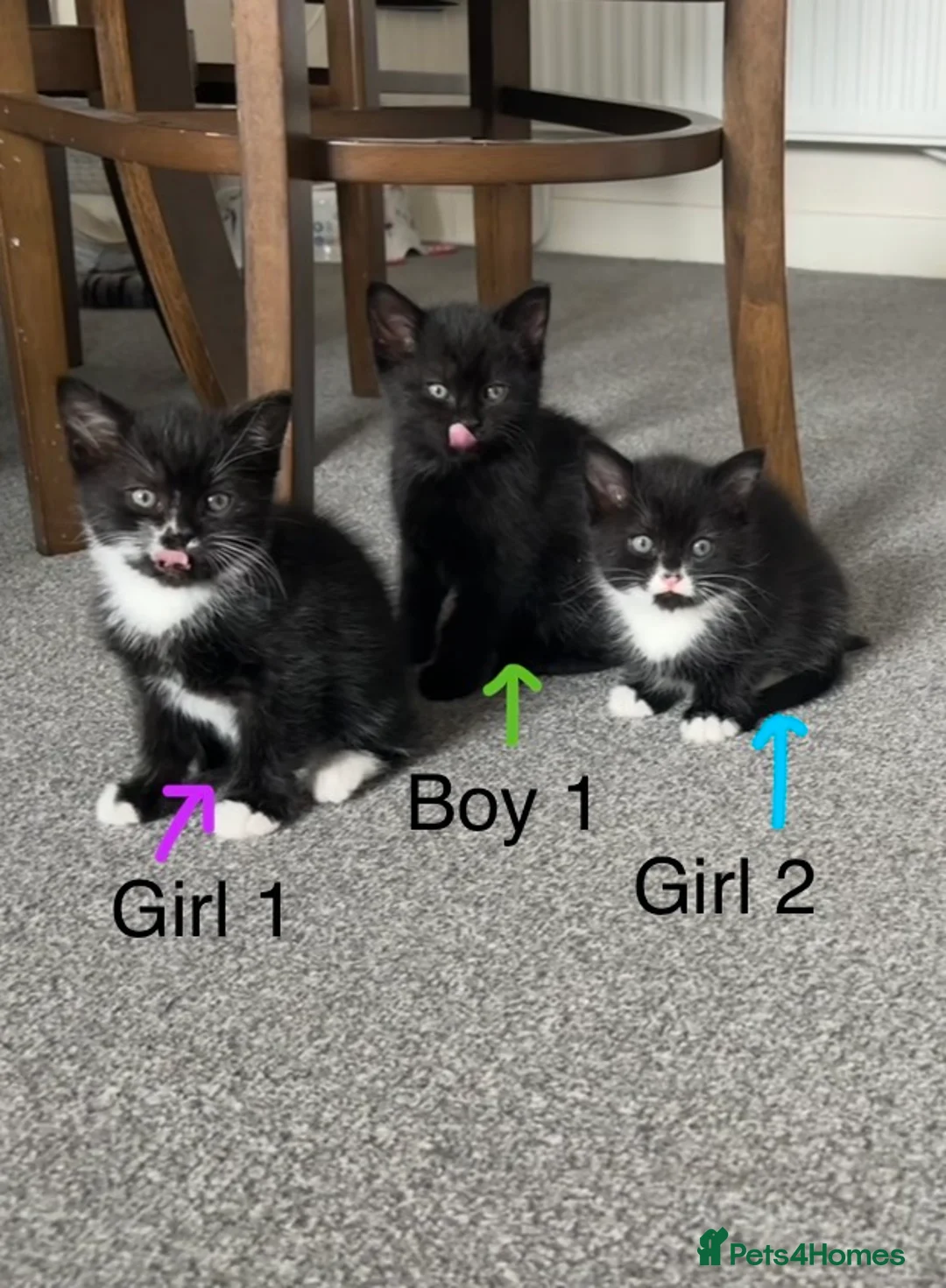 Domestic Shorthair cats for sale: Beautiful Kittens for Sale - Advert 1