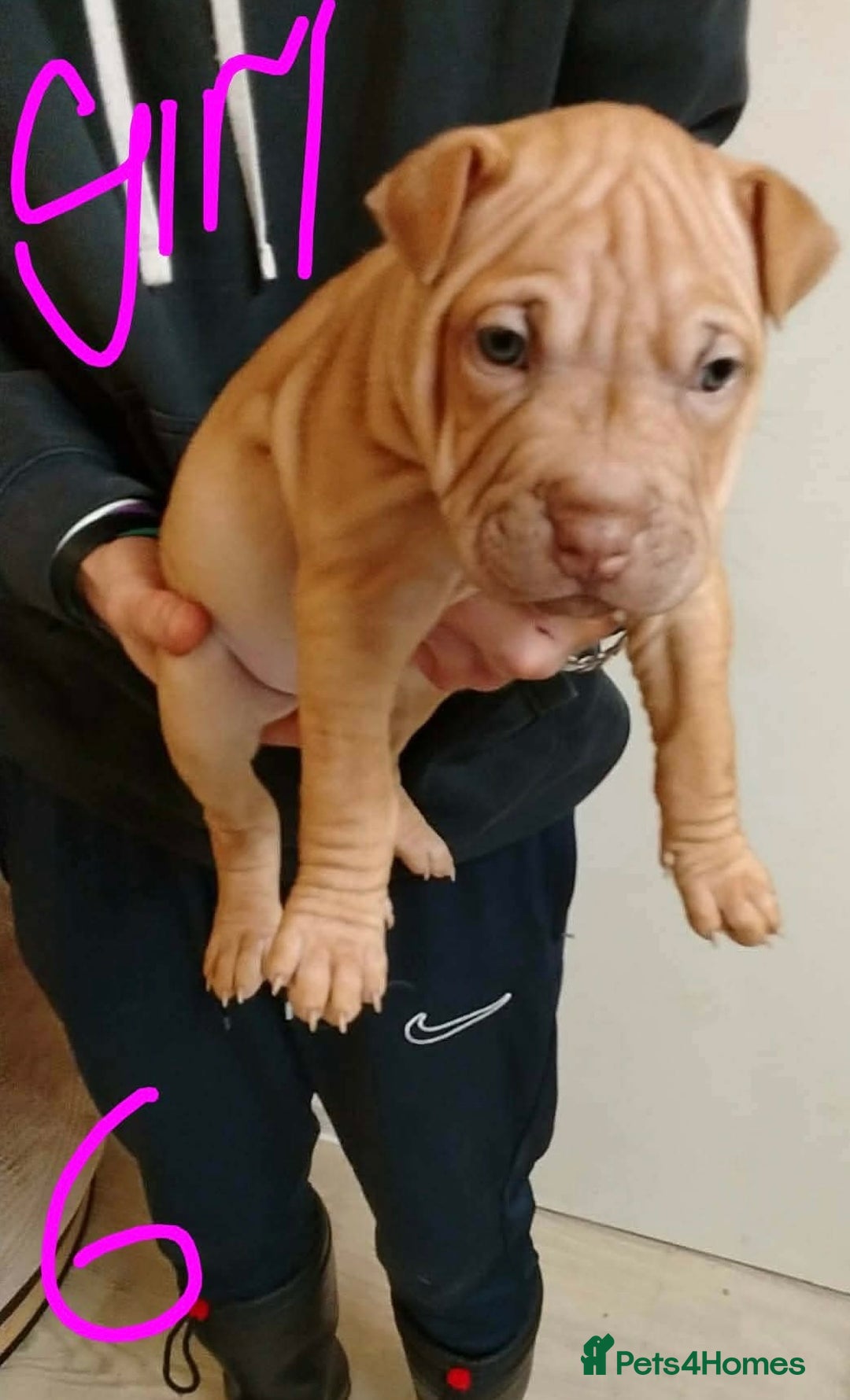 Shar Pei dogs for sale: Shar pei puppies for sale - Advert 3