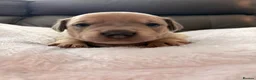 Mixed Breed dogs for sale: French sausages - Advert 9