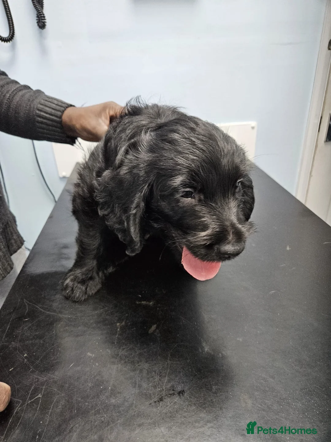 Labradoodle dogs for sale: PRICE DROP FOR LAST 2 Lovely Labradoodle pups! 🐶  - Advert 14