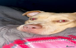 Mixed Breed dogs for sale: Bullmastiff cross - Image 2