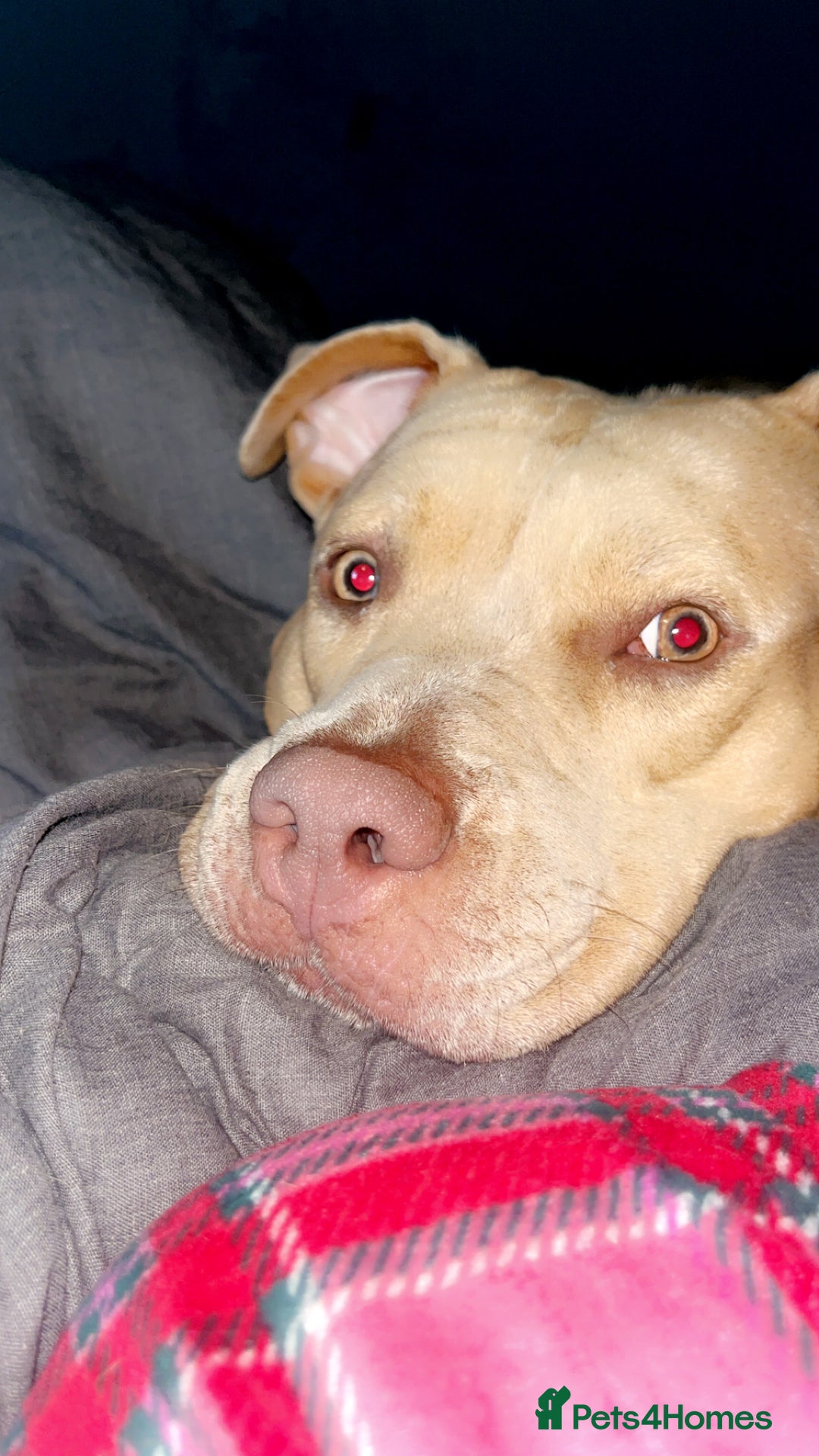 Mixed Breed dogs for sale: Bullmastiff cross - Image 2