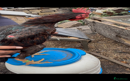 Chickens poultry for sale: Bengum Aseel rooster pakistani begum - Image 2