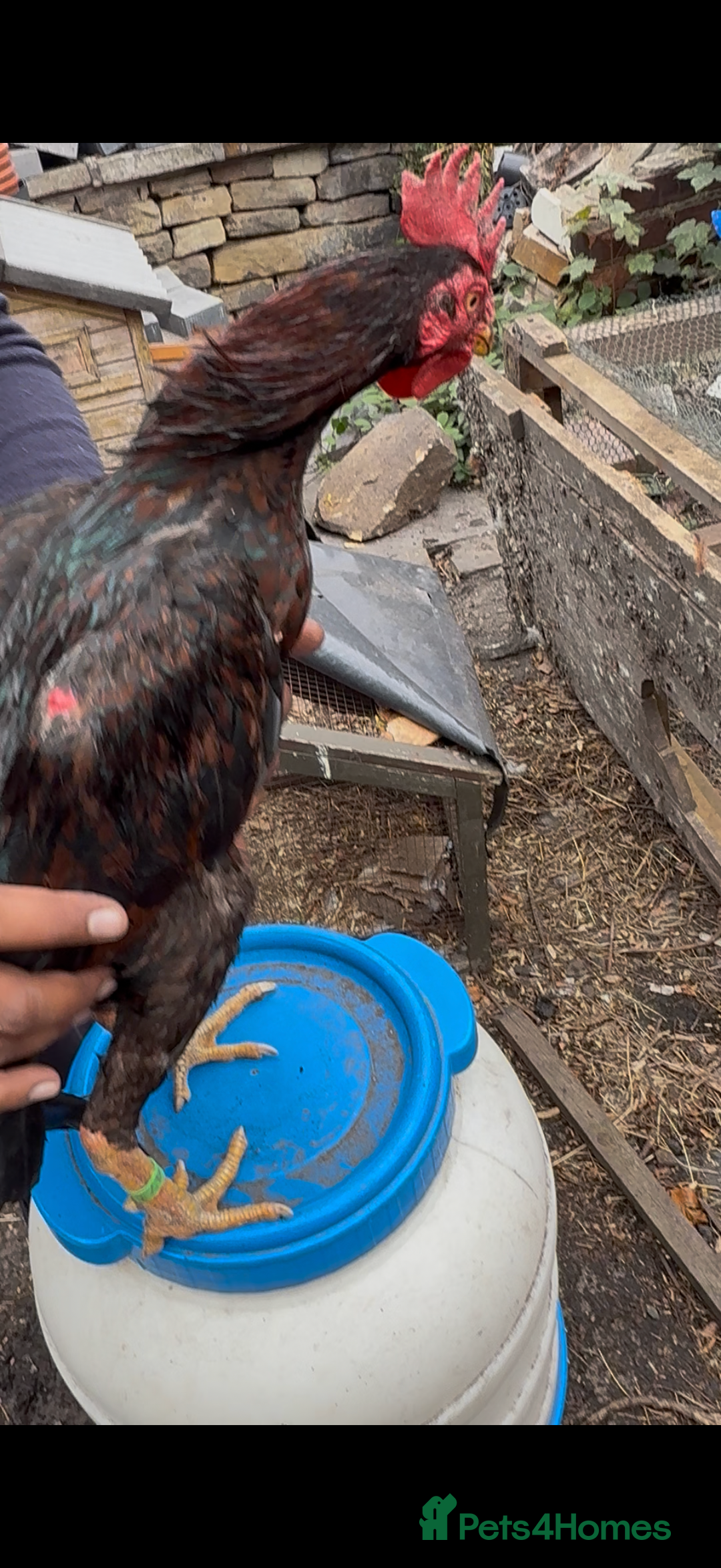 Chickens poultry for sale: Bengum Aseel rooster pakistani begum - Image 2