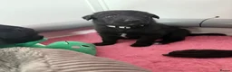 Borador dogs for sale: Borador puppies for sale  - Advert 19