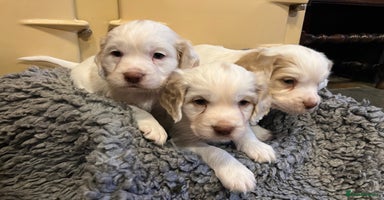 Clumber Spaniel dogs - Advert 13