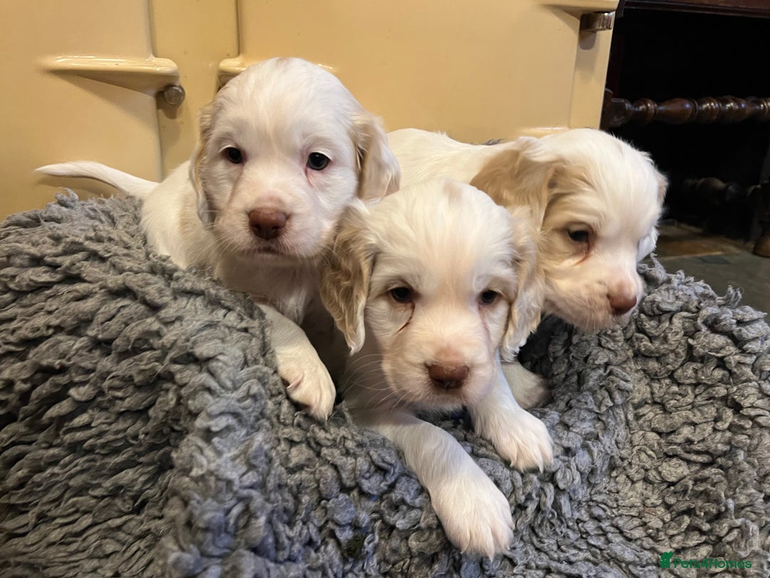 Clumber Spaniel dogs for sale: Beautiful Hybrid Clumber pups available  - Image 3