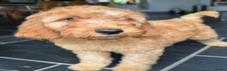 Mini Goldendoodle dogs for sale: Ready Now! Mini Irishdoodle health tested parents  - Advert 6