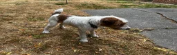 Jack Russell dogs for sale: Friendly Jack Russel looking for a loving home  - Advert 3
