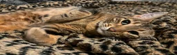Bengal cats for stud: Stunning Female needs home  in Southampton - Advert 2