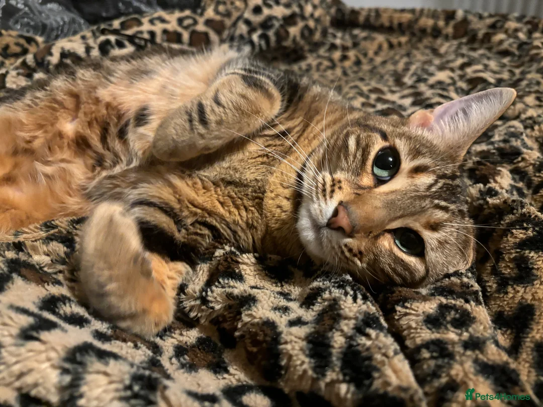 Bengal cats for stud: Stunning Female needs home  in Southampton - Advert 2
