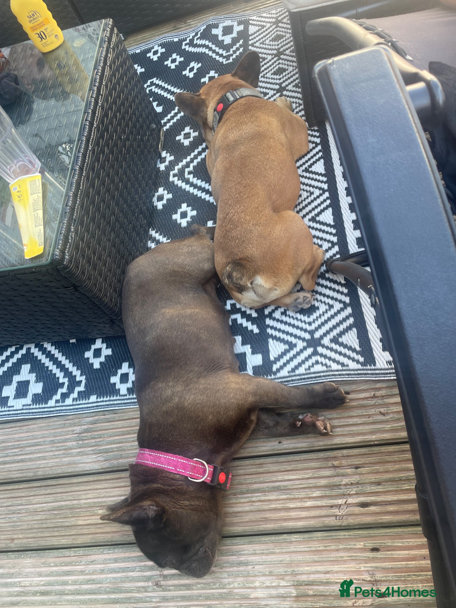 French Bulldog dogs Bonded pair French bulldogs  - Advert 1