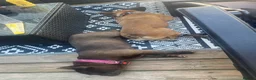 French Bulldog dogs for sale: Bonded pair French bulldogs  in Liverpool - Advert 1