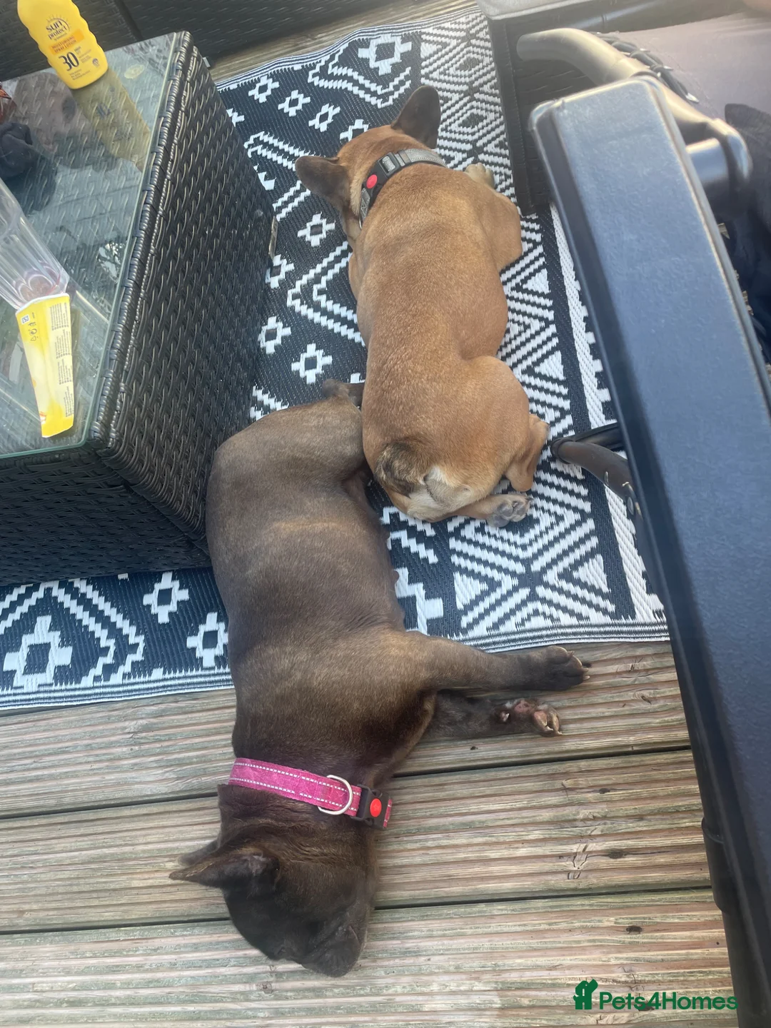French Bulldog dogs for sale: Bonded pair French bulldogs  in Liverpool - Advert 1