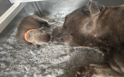 Staffordshire Bull Terrier dogs for sale: Paws Above The Rest  - Image 11
