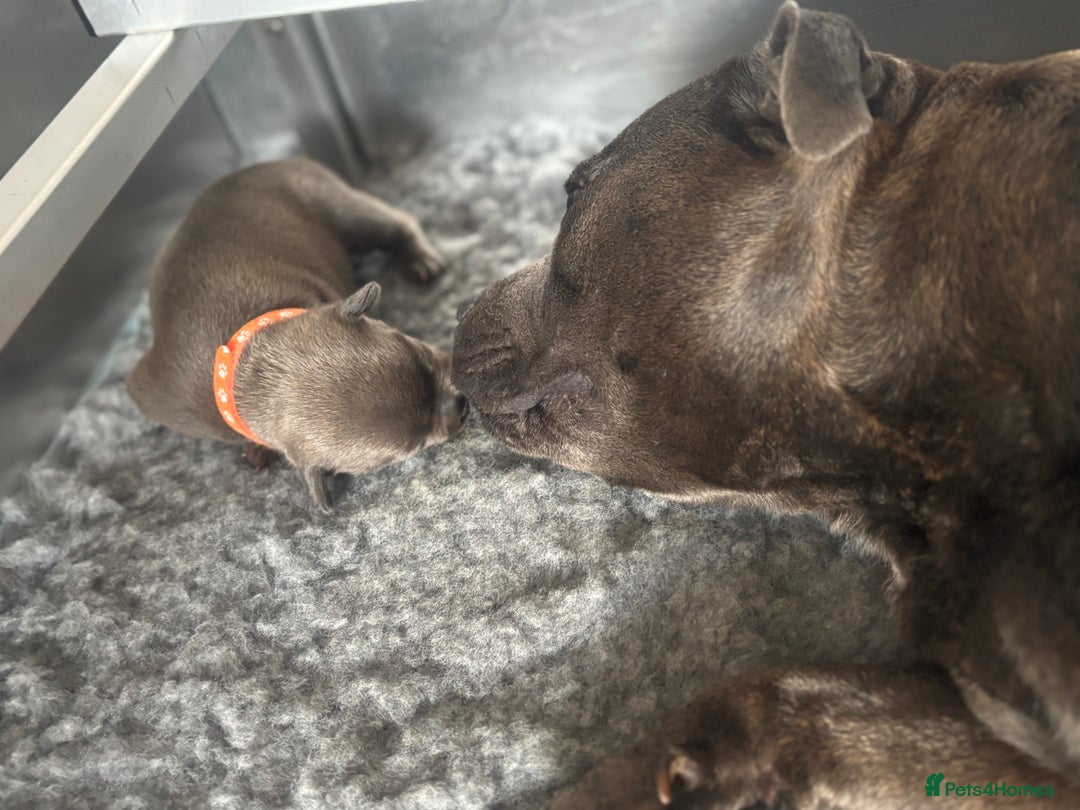 Staffordshire Bull Terrier dogs for sale: Paws Above The Rest  - Image 11