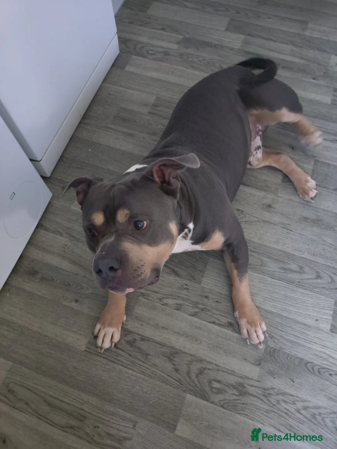 American Bully dogs for sale: Beautiful American bully  - Advert 2