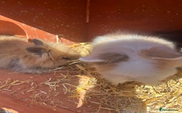 Lionhead rabbits for sale: Lionhead bunnies  - Image 10