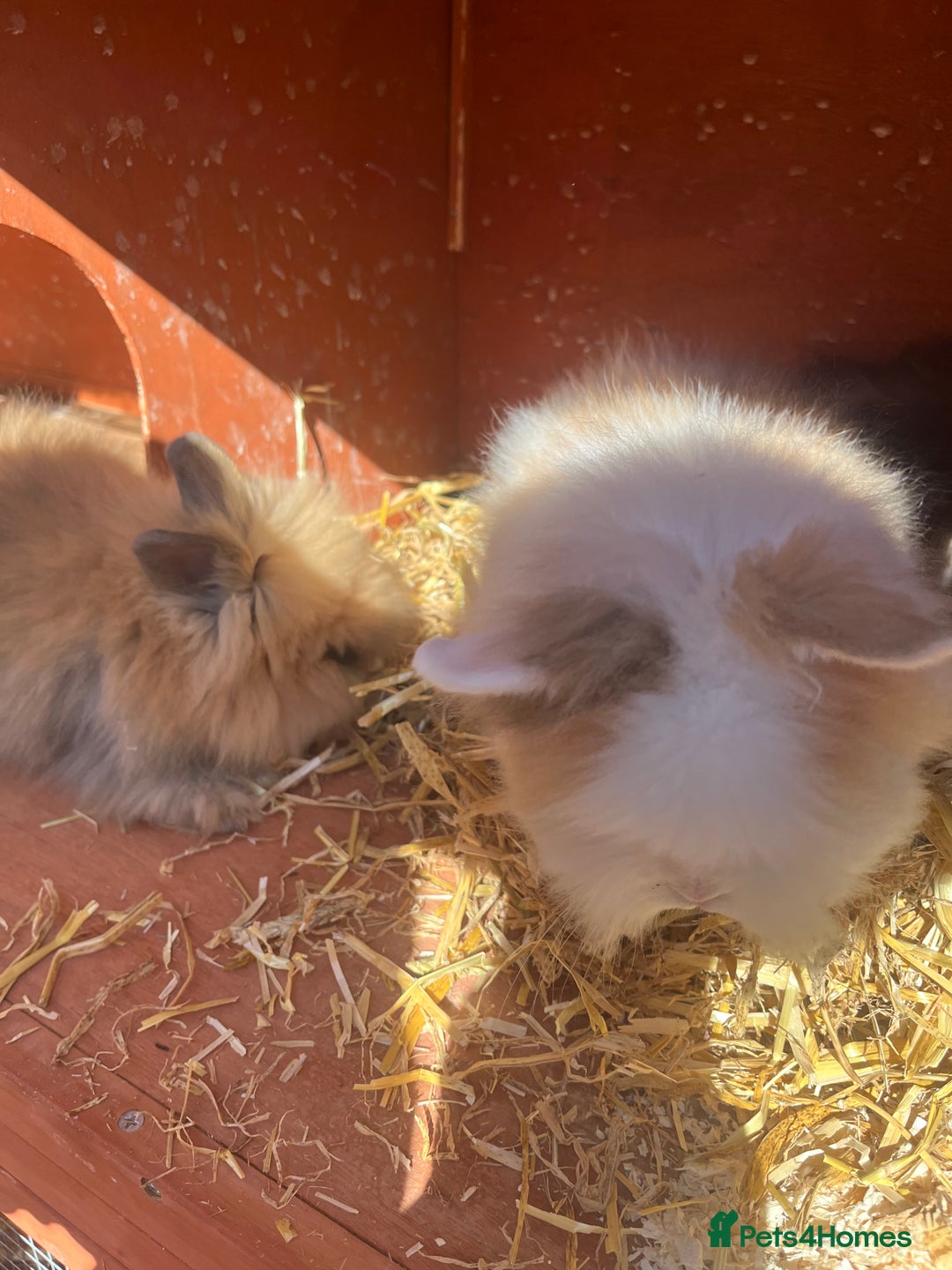 Lionhead rabbits for sale: Lionhead bunnies  - Image 10