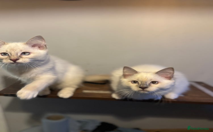 Ragdoll cats - Advert 1
