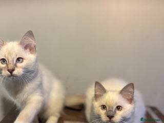 Ragdoll cats - Advert 22