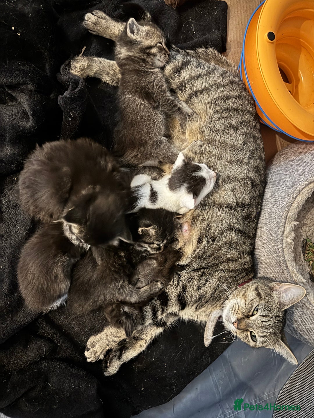 Mixed Breed cats for sale: Kittens  - Advert 1