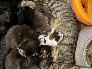 Mixed Breed cats Kittens - Advert 2