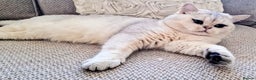 British Shorthair cats for stud: ❤ British Short Hair Active Stud ❤ Champion ❤ in Doncaster - Advert 8