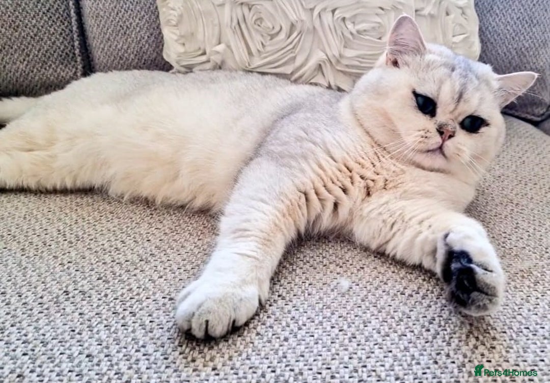 British Shorthair cats for stud: ❤ British Short Hair Active Stud ❤ Champion ❤ in Doncaster - Advert 8