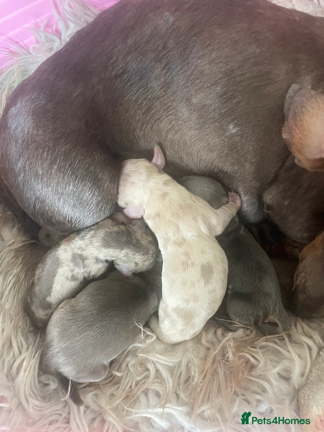 Dachshund dogs for sale: Miniature dapple dachshund  - Advert 2