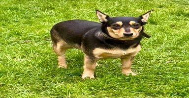 Miniature Pinscher dogs Eliza: The Little Heart That Chose to Live - Advert 9