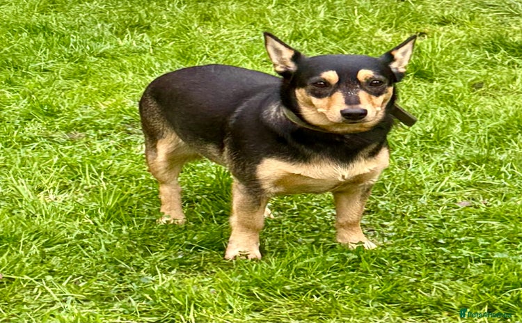 Miniature Pinscher dogs Eliza: The Little Heart That Chose to Live - Advert 8